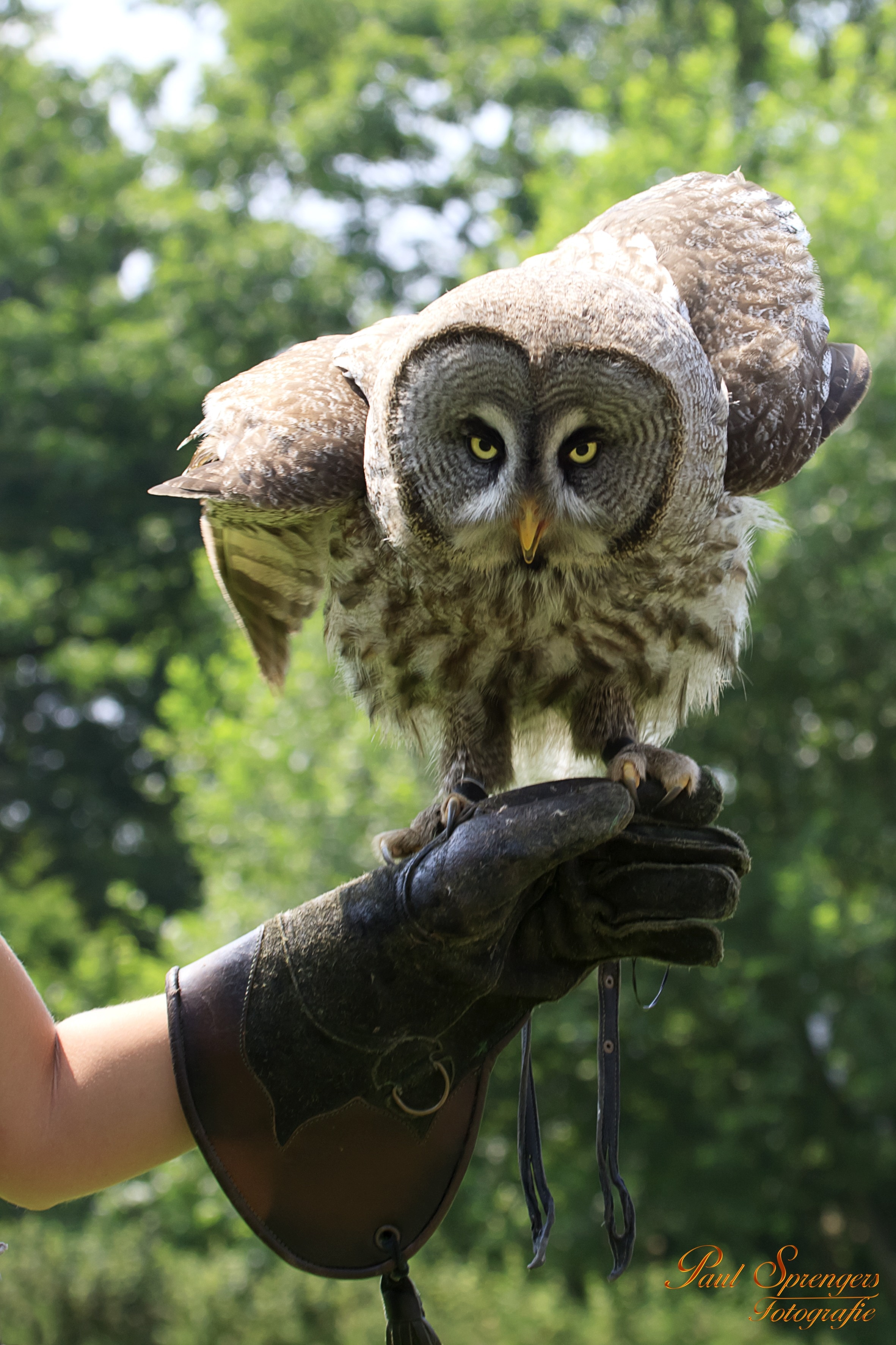person holding gray and brown owl while wearing black leather gloves