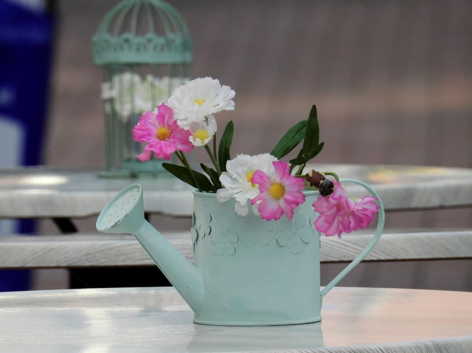 watering can with white and pin petaled flower preview