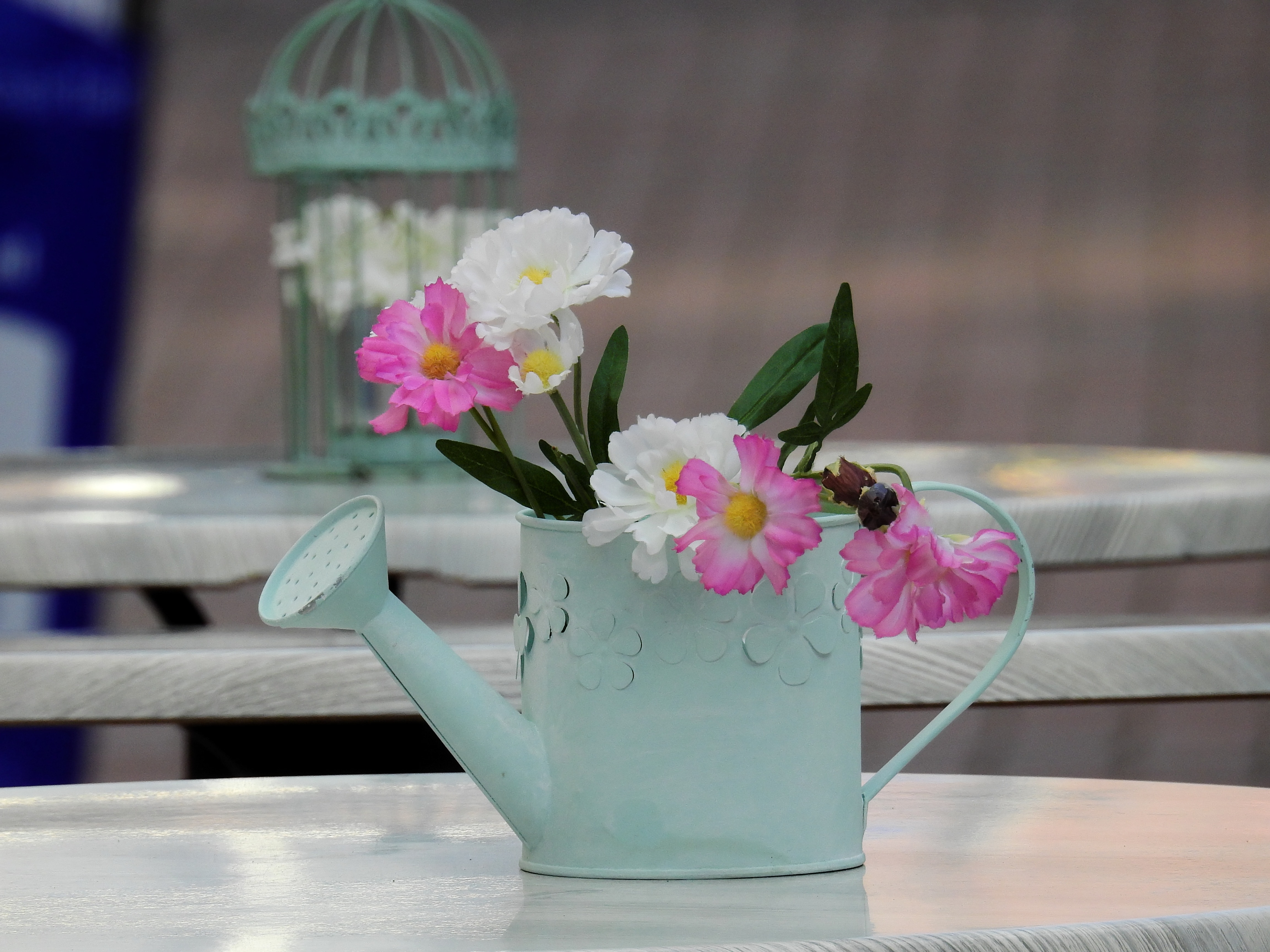 watering can with white and pin petaled flower