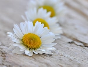 White, Wood, Daisy, Flower, Flowers, flower, fragility thumbnail
