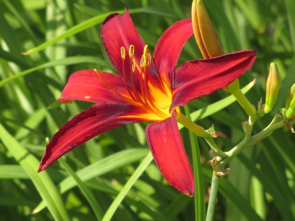 red asiatic lily preview
