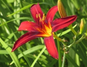 red asiatic lily thumbnail