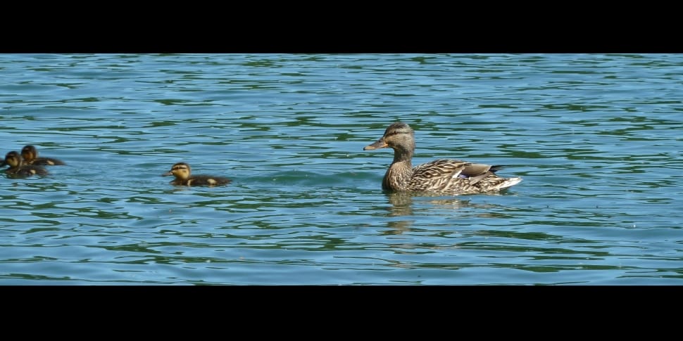 gray female mallard duck on water preview