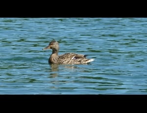 gray female mallard duck on water thumbnail