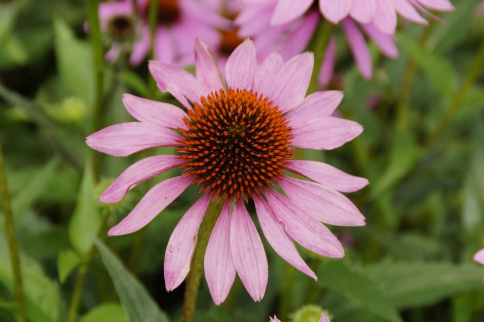 Blossom, Pink, Sun Hat, Echinacea, Bloom, flower, fragility preview