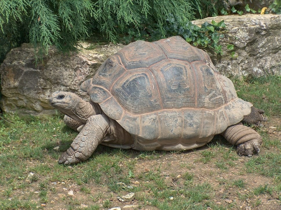 Zoo, Reptile, Tortoise, Giant Tortoise, reptile, tortoise preview