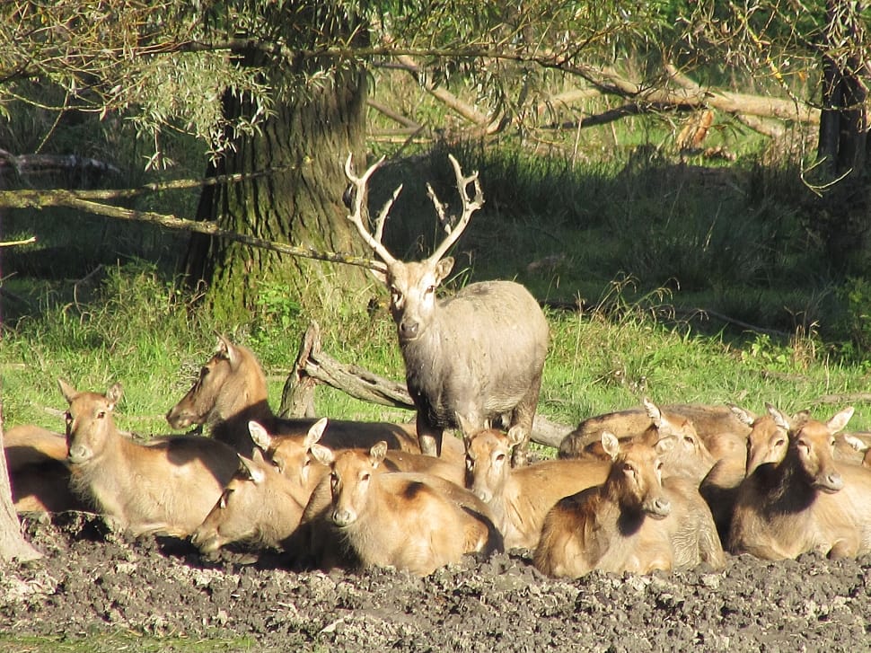 pack of brown deers during daytime preview