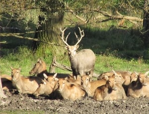 pack of brown deers during daytime thumbnail