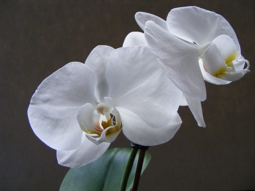 white moth orchid preview