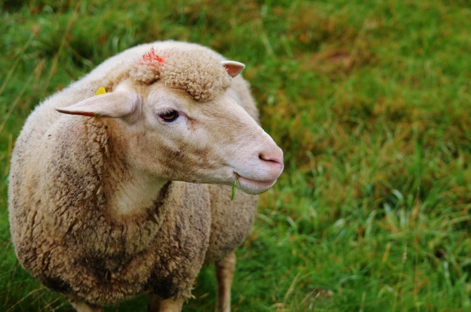 white sheep preview