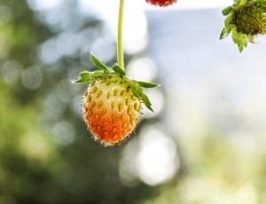 unriped strawberry thumbnail