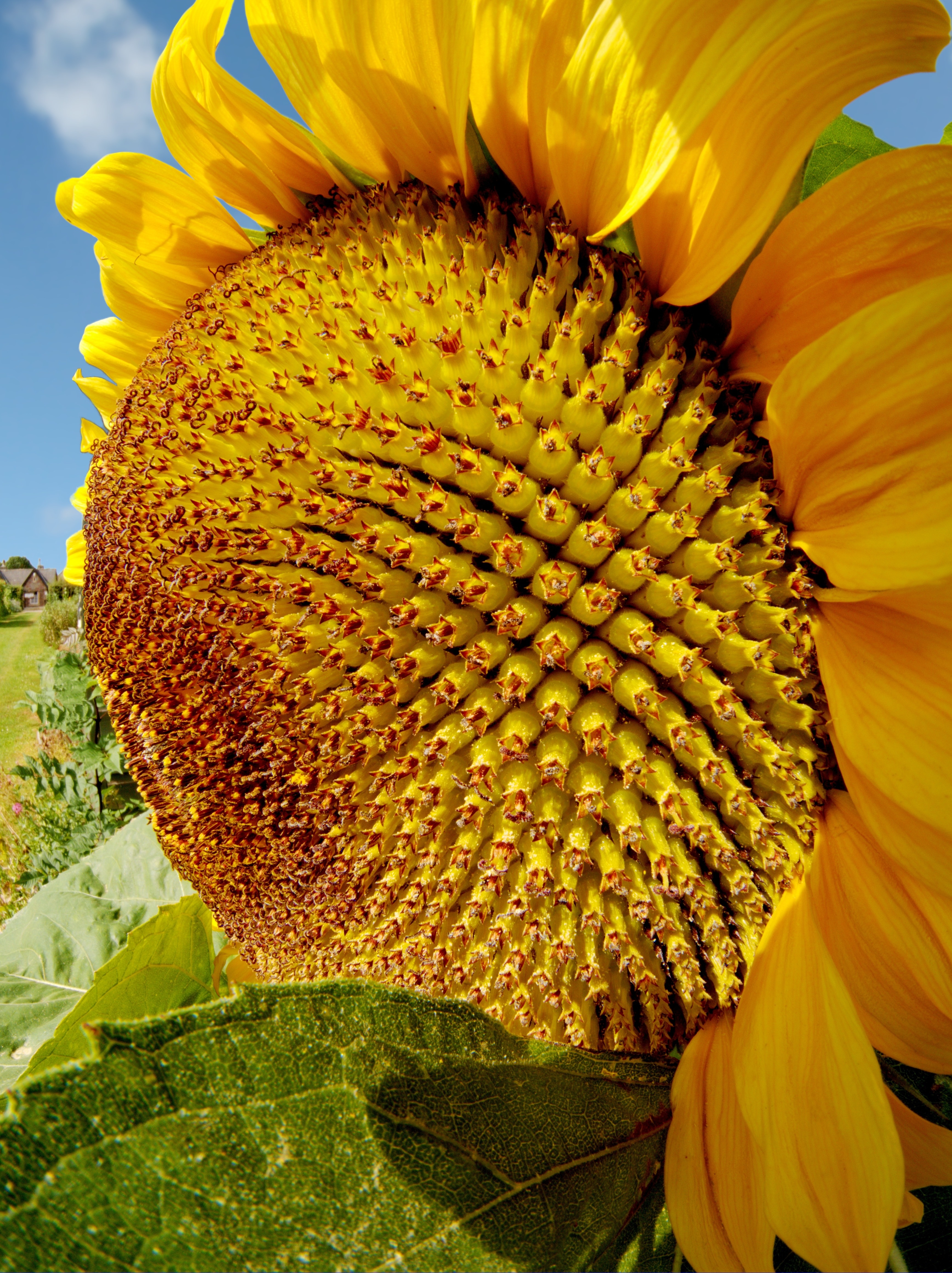 deep yellow sunflower