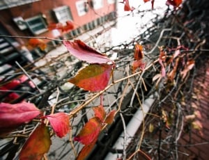 leaf, plant, autumn, fall, city, no people thumbnail