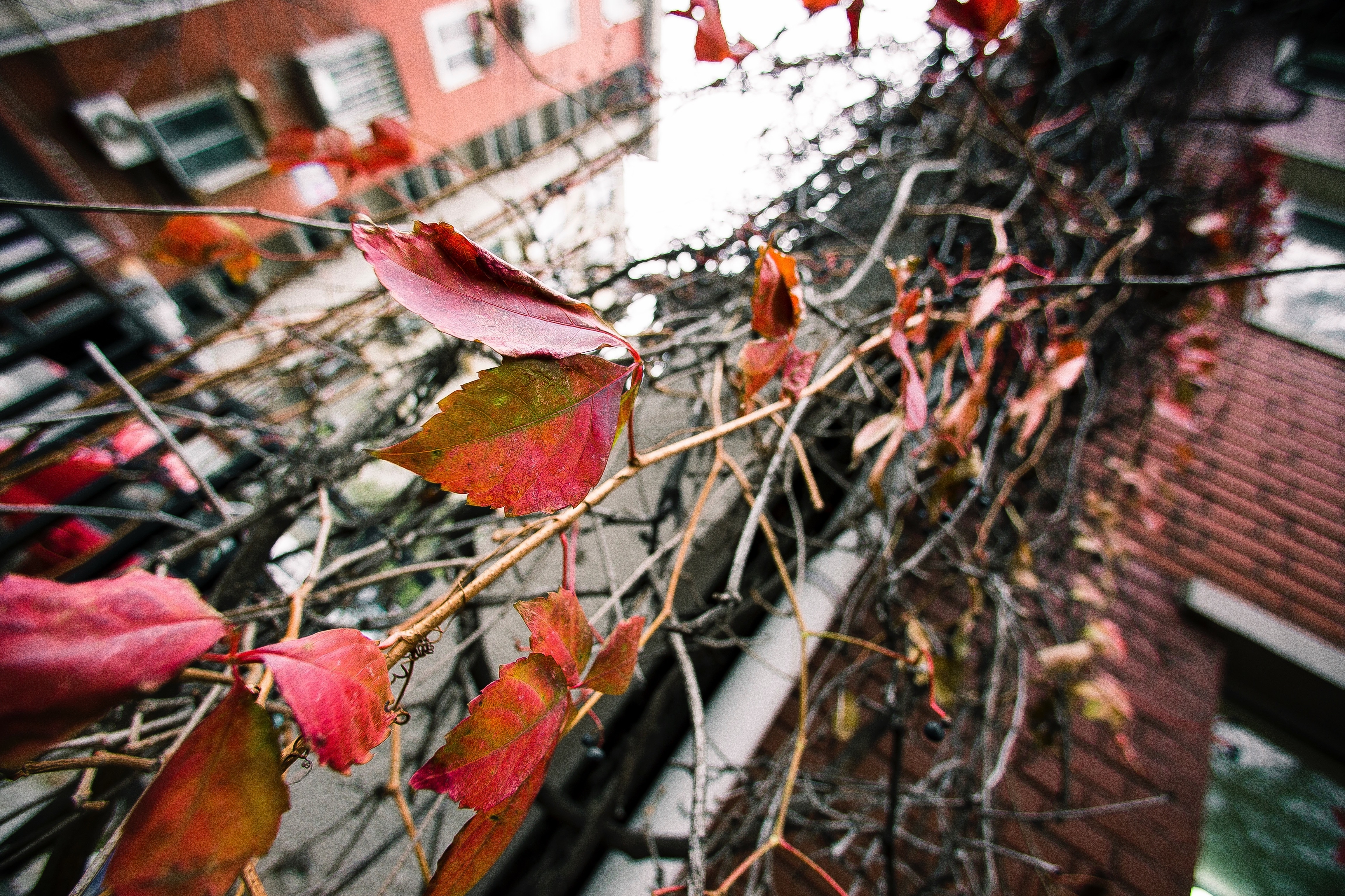 leaf, plant, autumn, fall, city, no people