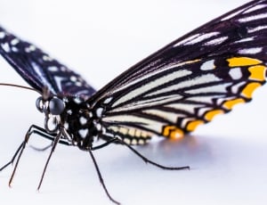 black yellow and white butterfly thumbnail