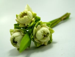 3 green and white clustered petaled flowers thumbnail