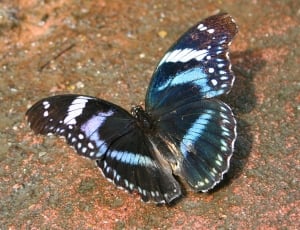 Diadem butterfly on closeup photography thumbnail