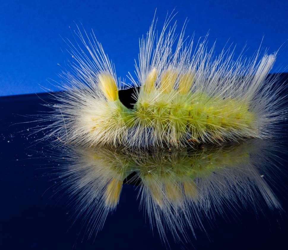 yellow moth spiky caterpillar preview