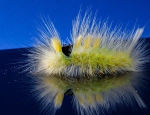 yellow moth spiky caterpillar thumbnail