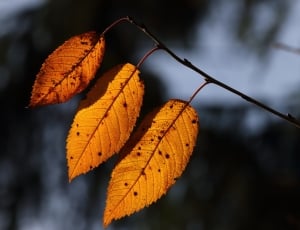 autumn leaf thumbnail