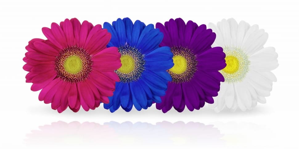 Blossom, Chrysanthemum, Flower, Plant, flower, purple preview
