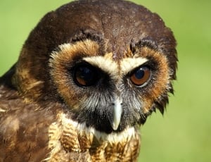 brown and black owl thumbnail