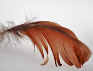 brown feather thumbnail