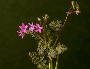 macro photography of purple flower thumbnail