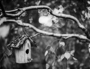 grayscale photograph of bird house hanged on the tree thumbnail