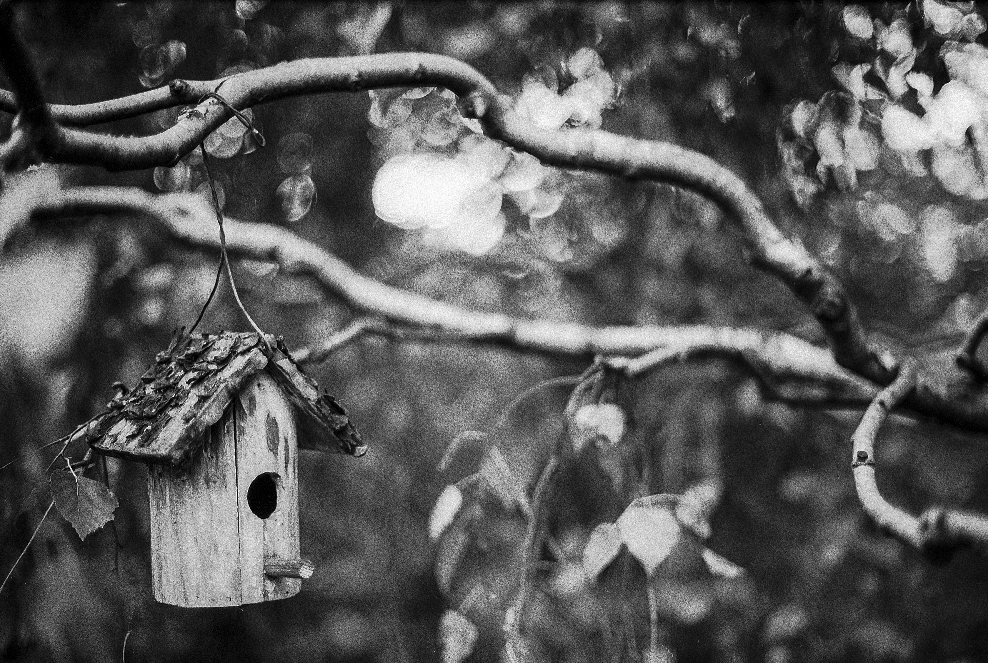grayscale photograph of bird house hanged on the tree