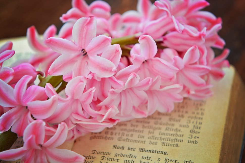 pink petaled flower bouquet on open book preview