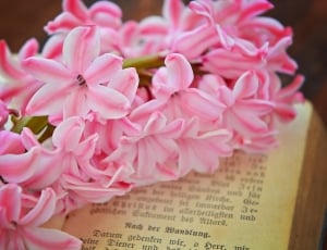 pink petaled flower bouquet on open book thumbnail