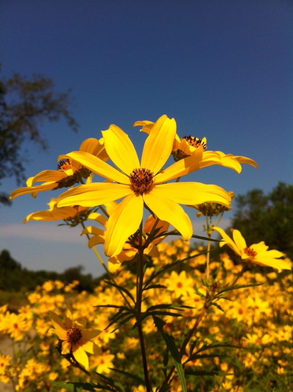 Sunflower, Yellow Flower, Flower, Bright, flower, yellow preview