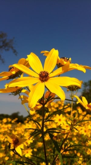 Sunflower, Yellow Flower, Flower, Bright, flower, yellow thumbnail