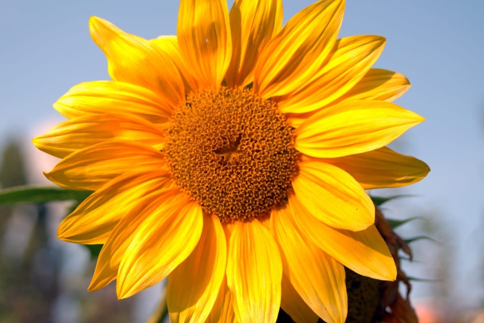 Garden, Flower, Yellow, Sunflower, flower, yellow preview