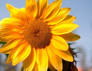 Garden, Flower, Yellow, Sunflower, flower, yellow thumbnail