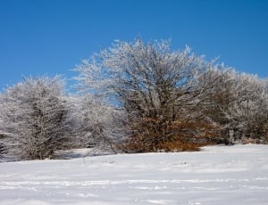 green trees covered by snow thumbnail