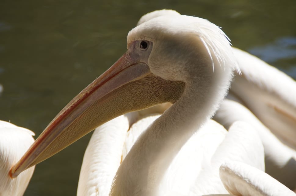 white pelican close up photo preview