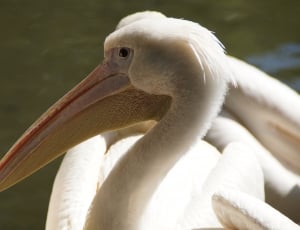 white pelican close up photo thumbnail