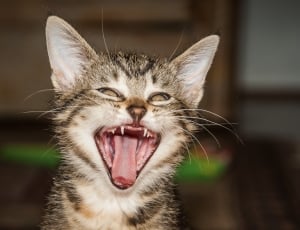 Tiger Room, Cat, Yawn, Tooth, Cat Tongue, domestic cat, one animal thumbnail