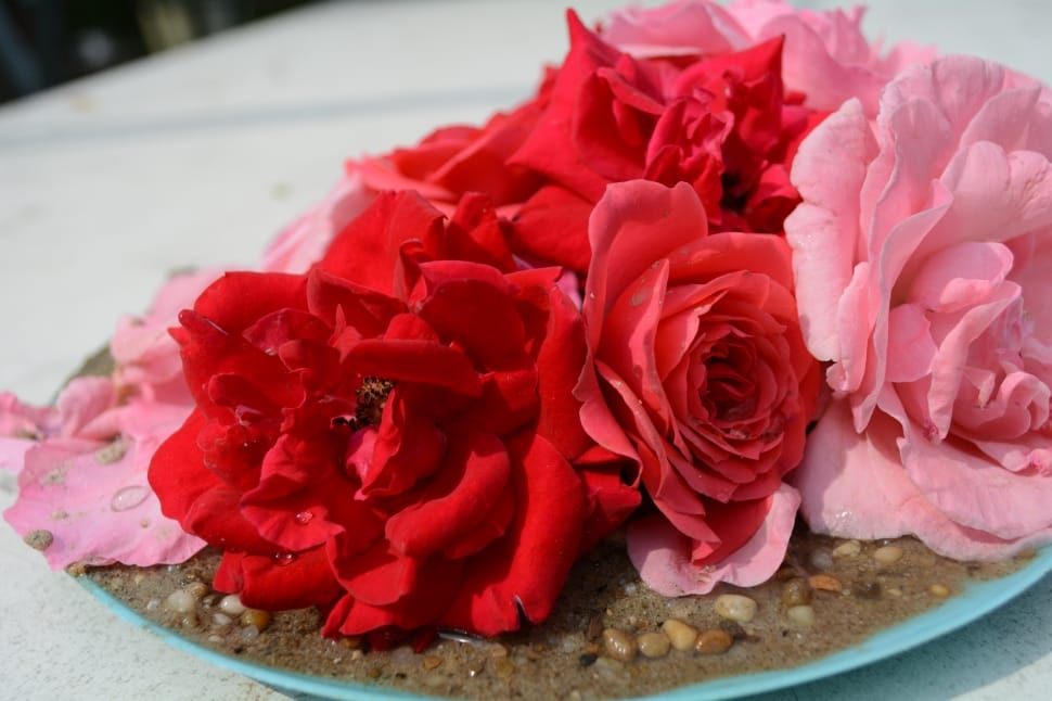 red and pink rose bouquet preview
