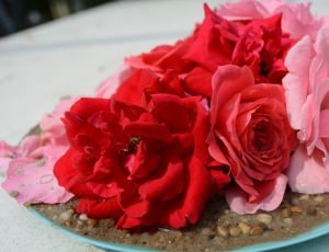 red and pink rose bouquet thumbnail