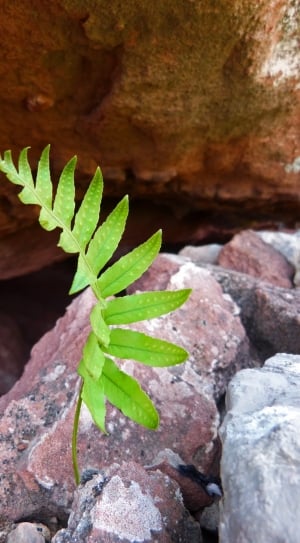 Cave, Fern, Green And Red, Plant, Rock, rock - object, no people thumbnail