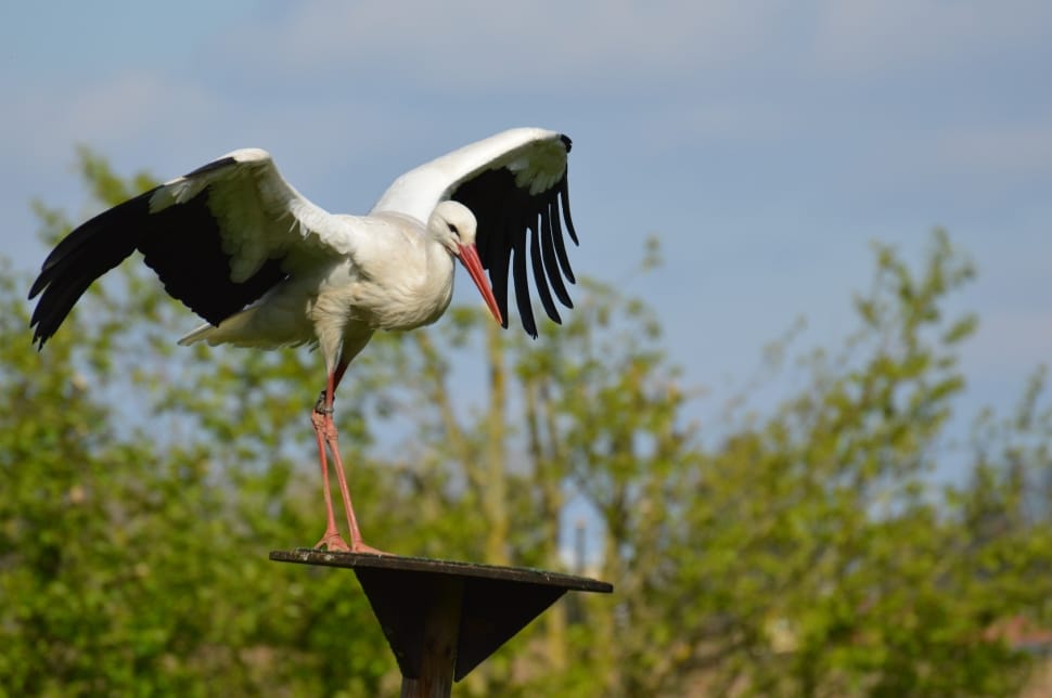 white crane bird preview
