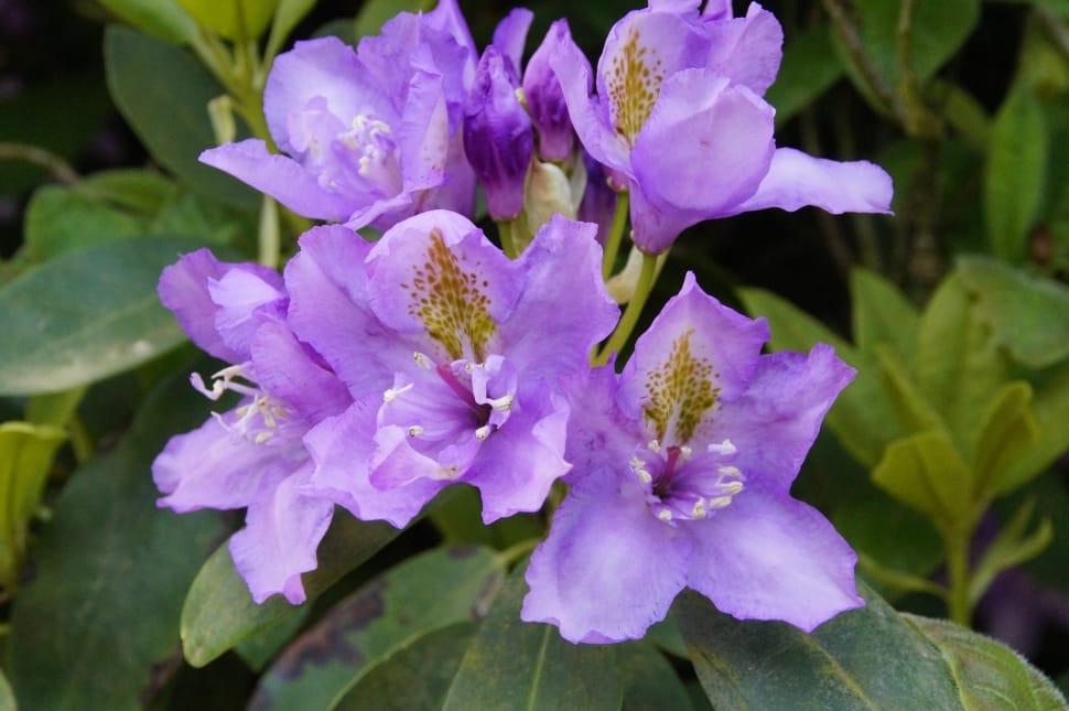 Bloom, Purple, Flowers, Rhododendron, flower, purple preview