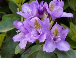Bloom, Purple, Flowers, Rhododendron, flower, purple thumbnail