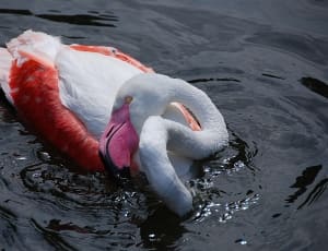 red and white flamingo thumbnail