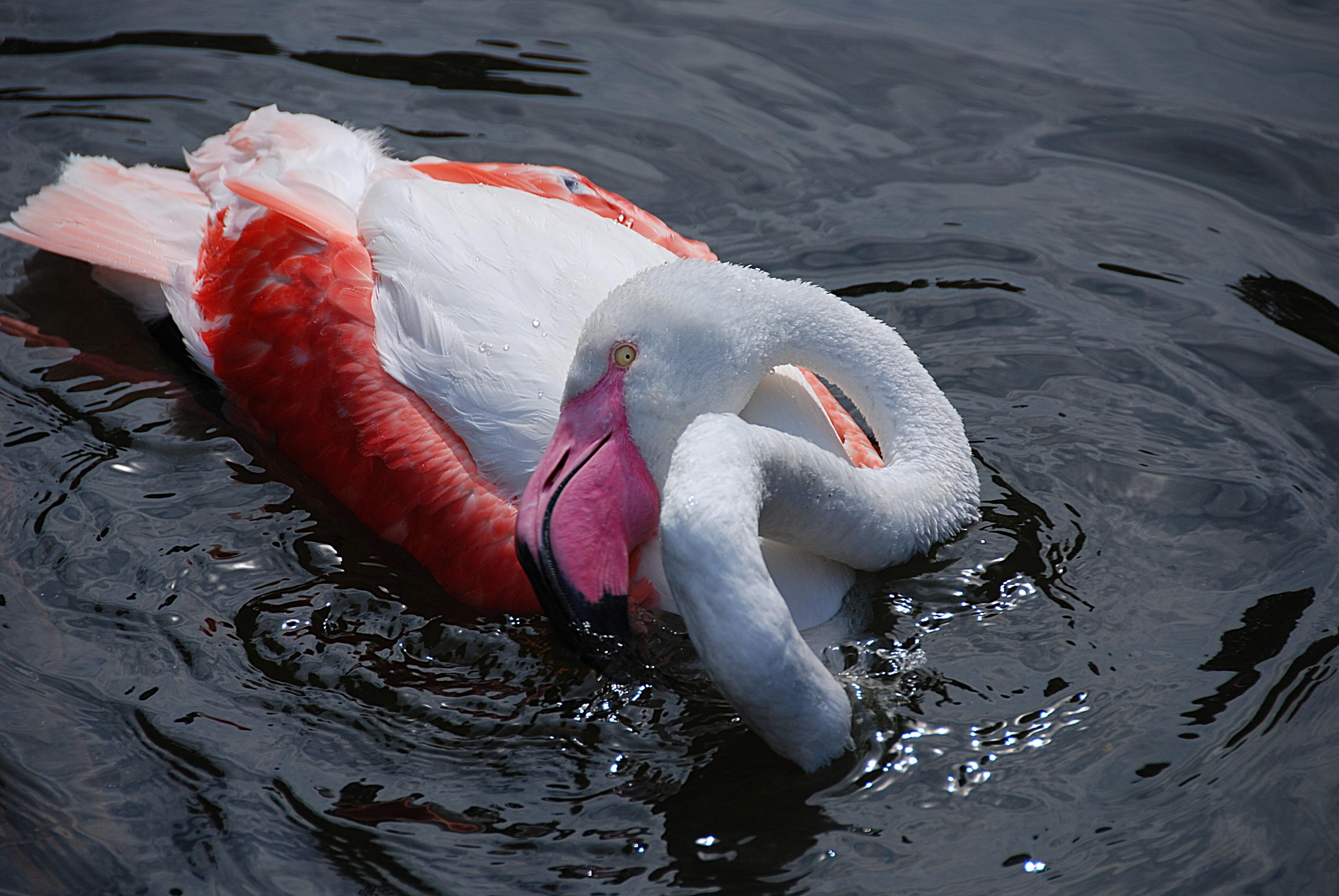 red and white flamingo