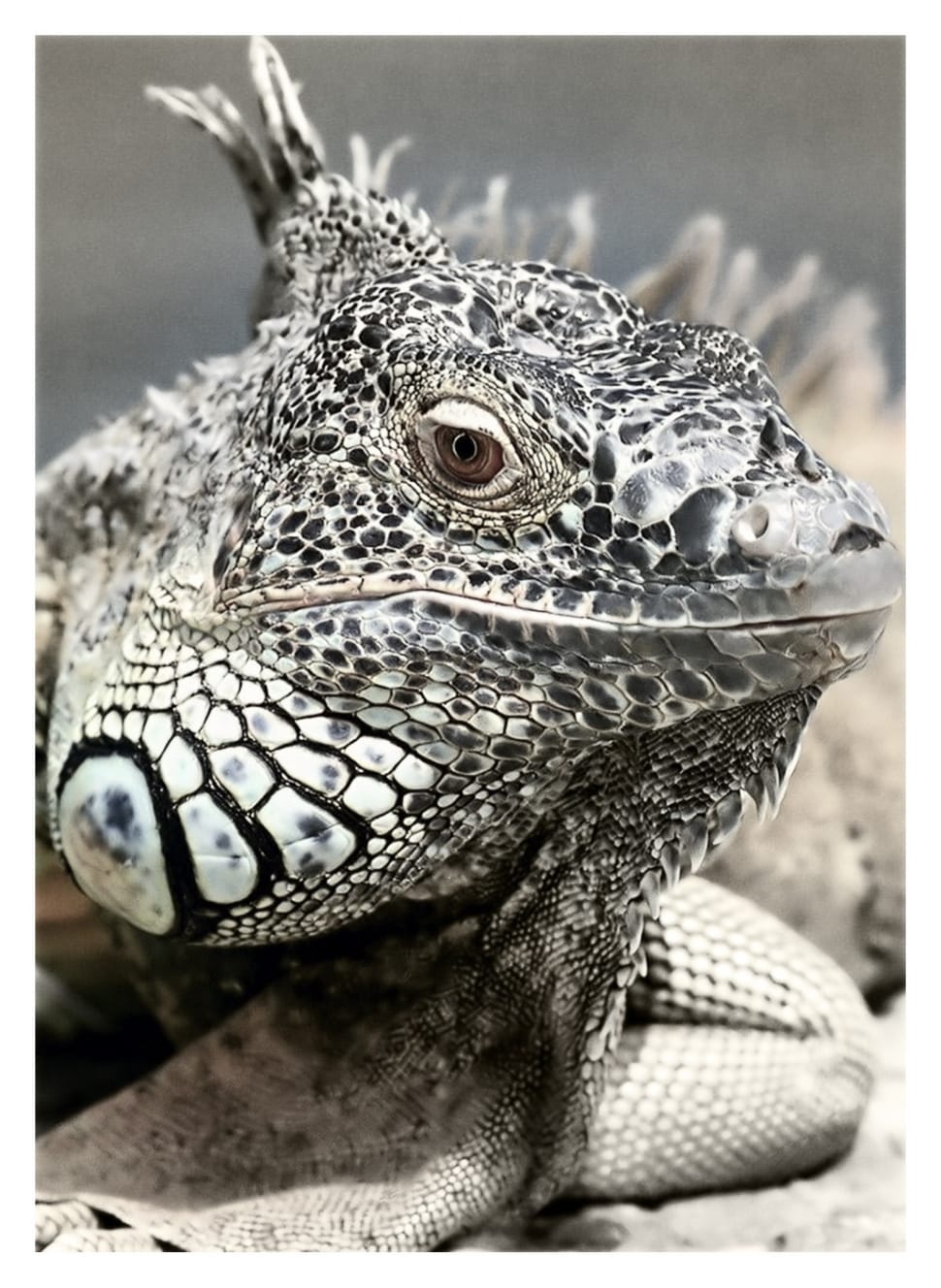 white and gray galapagos iguana preview