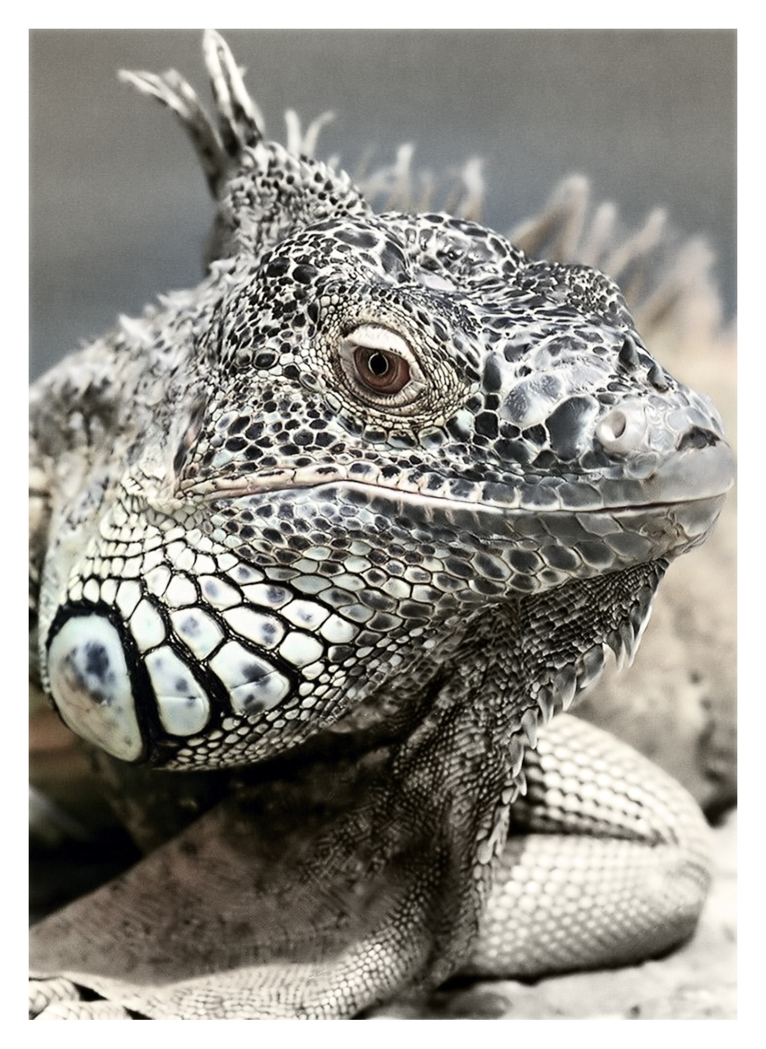 white and gray galapagos iguana